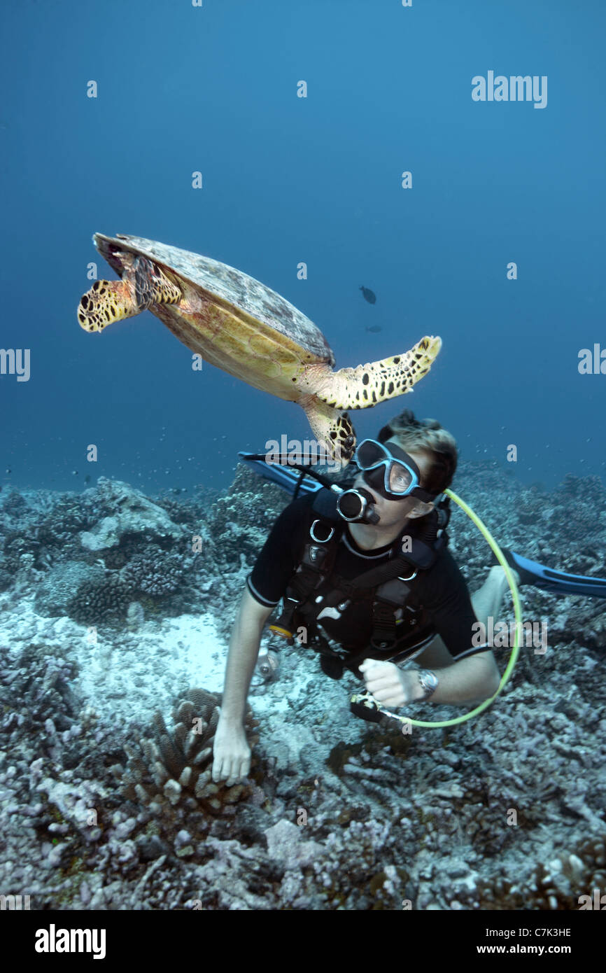 Nuoto subacqueo con la tartaruga embricata Foto Stock