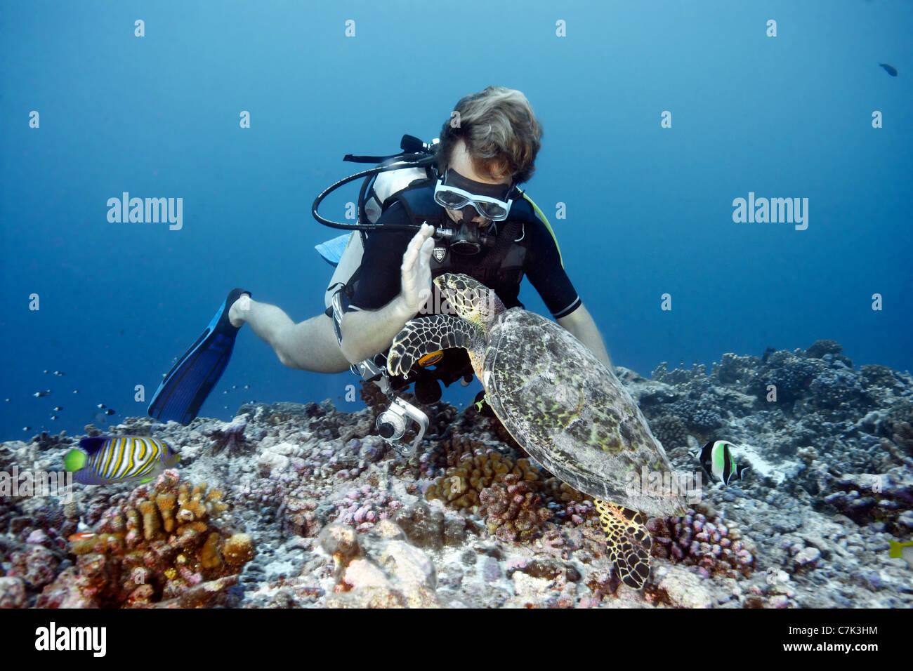 Nuoto subacqueo con la tartaruga embricata Foto Stock