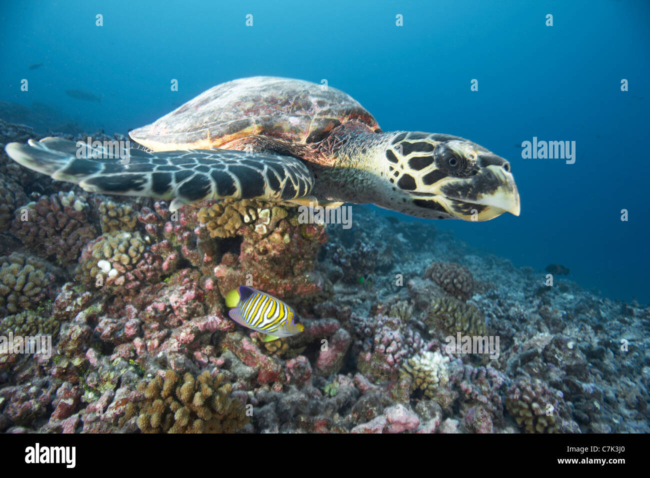 Tartaruga embricata nuoto in corallo Foto Stock