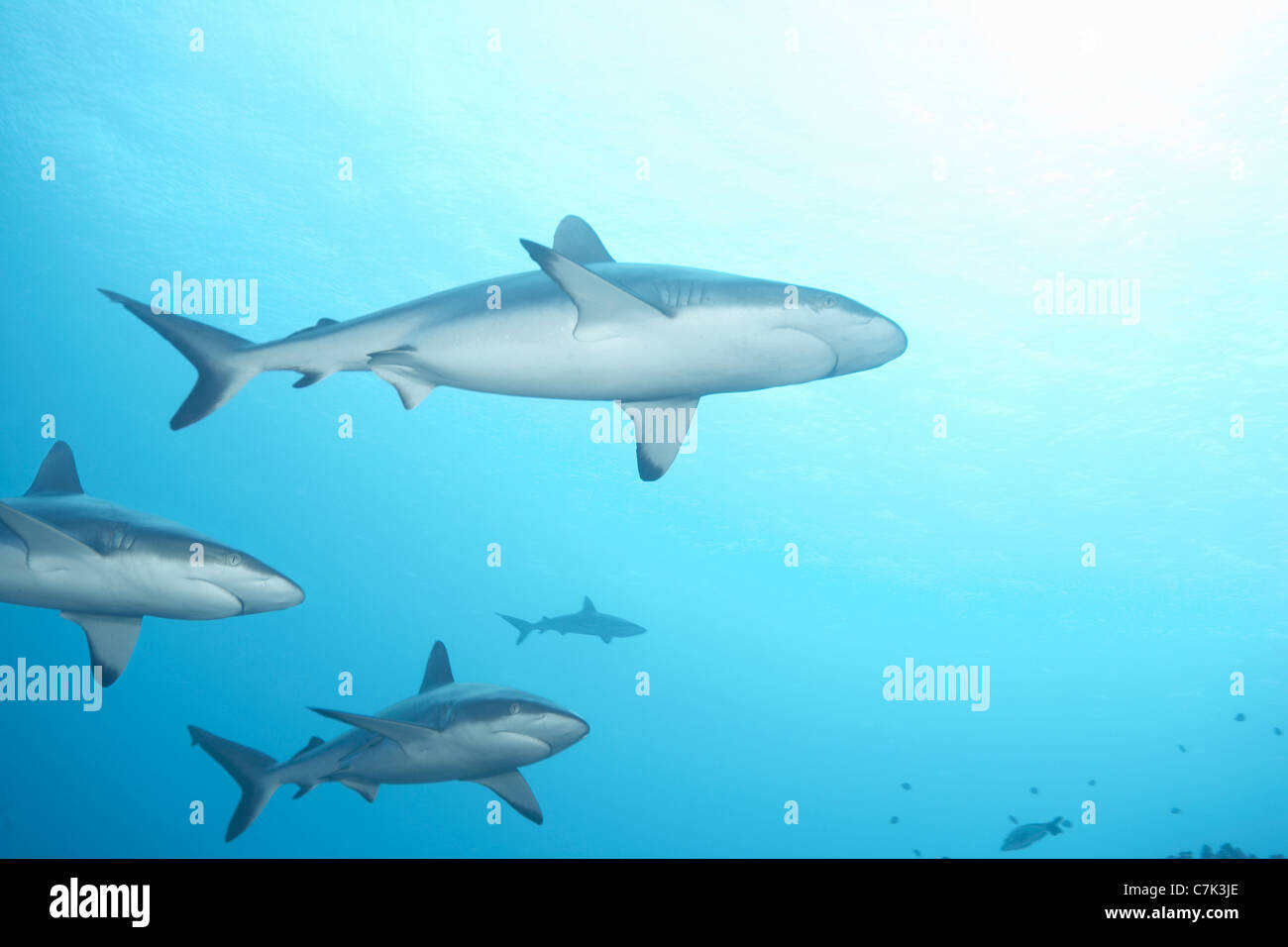 White Tip Shark Reef nuotare nell'oceano Foto Stock