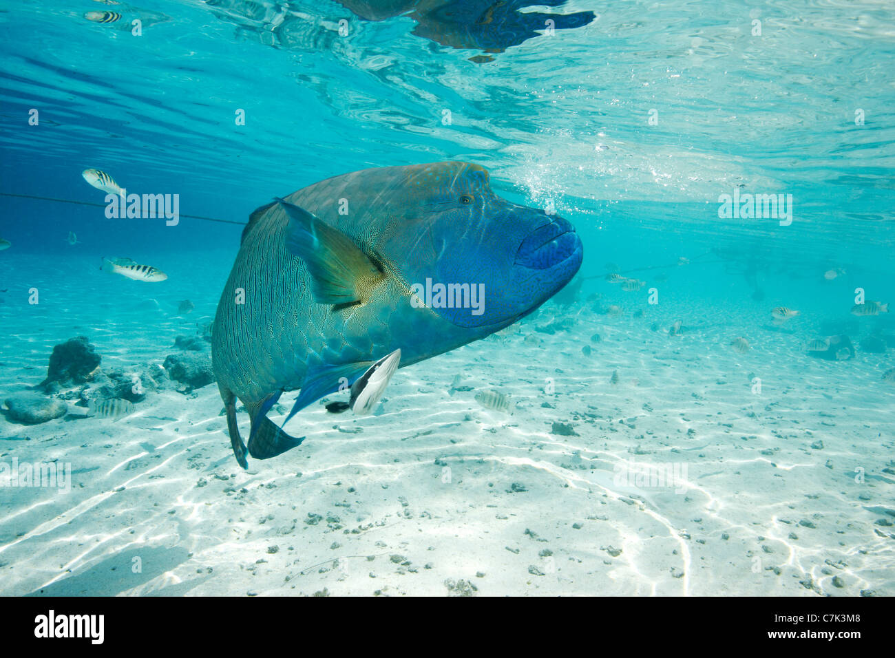 Un pesce napoleone nuotare nell'oceano Foto Stock