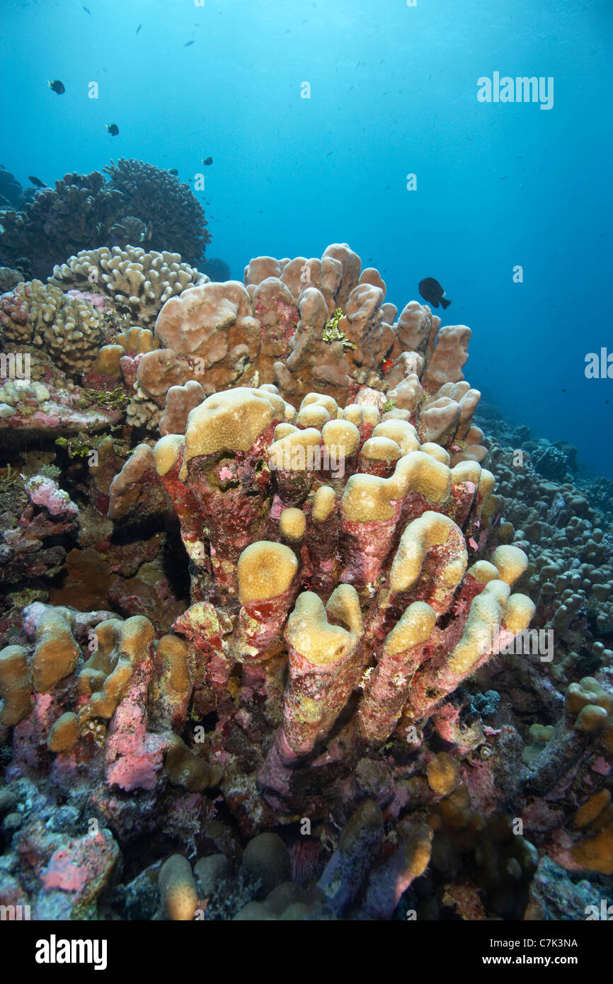 In prossimità della barriera corallina Foto Stock