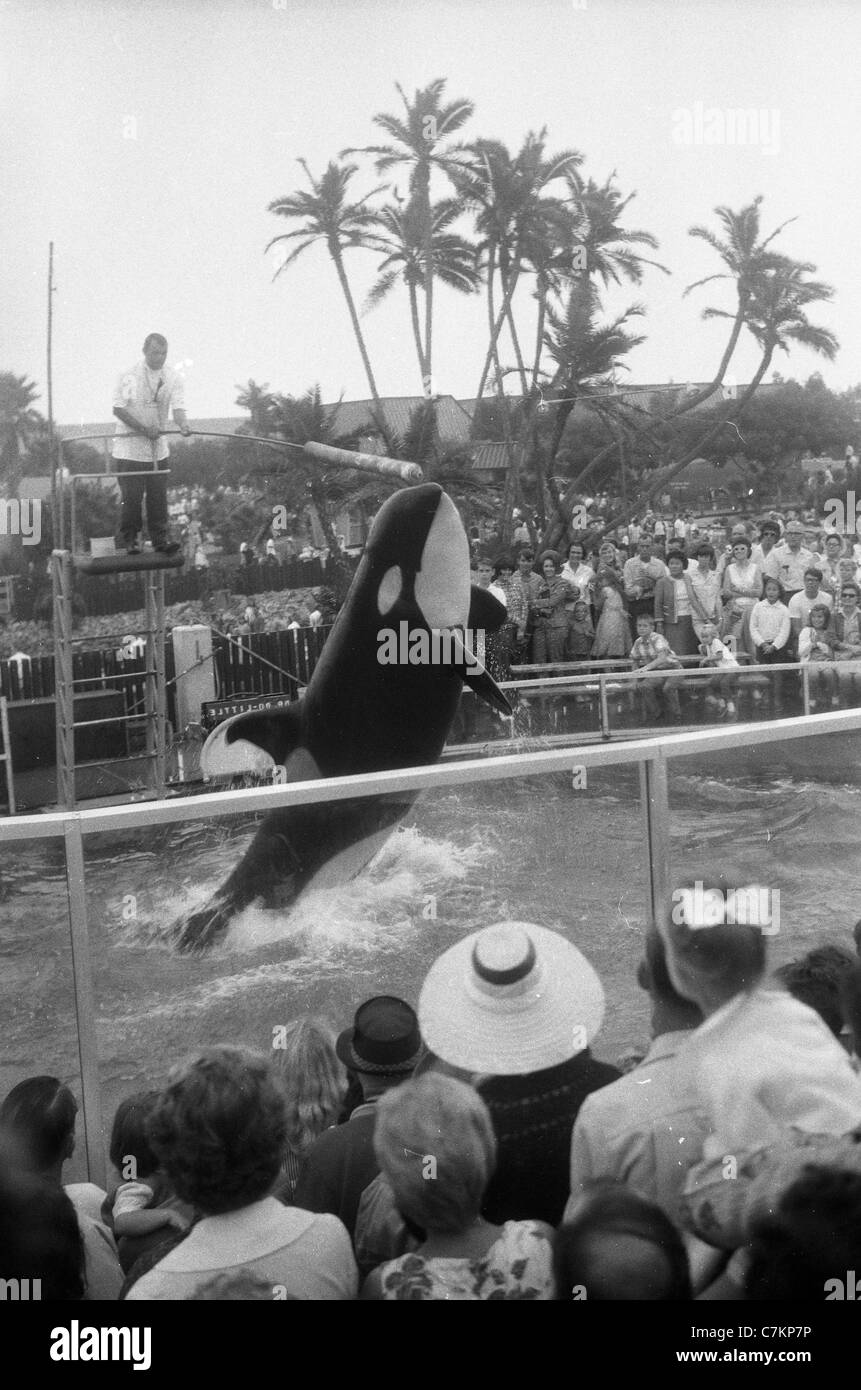 La folla guarda la balena killer eseguire entertainment california degli anni sessanta in verticale in bianco e nero Foto Stock