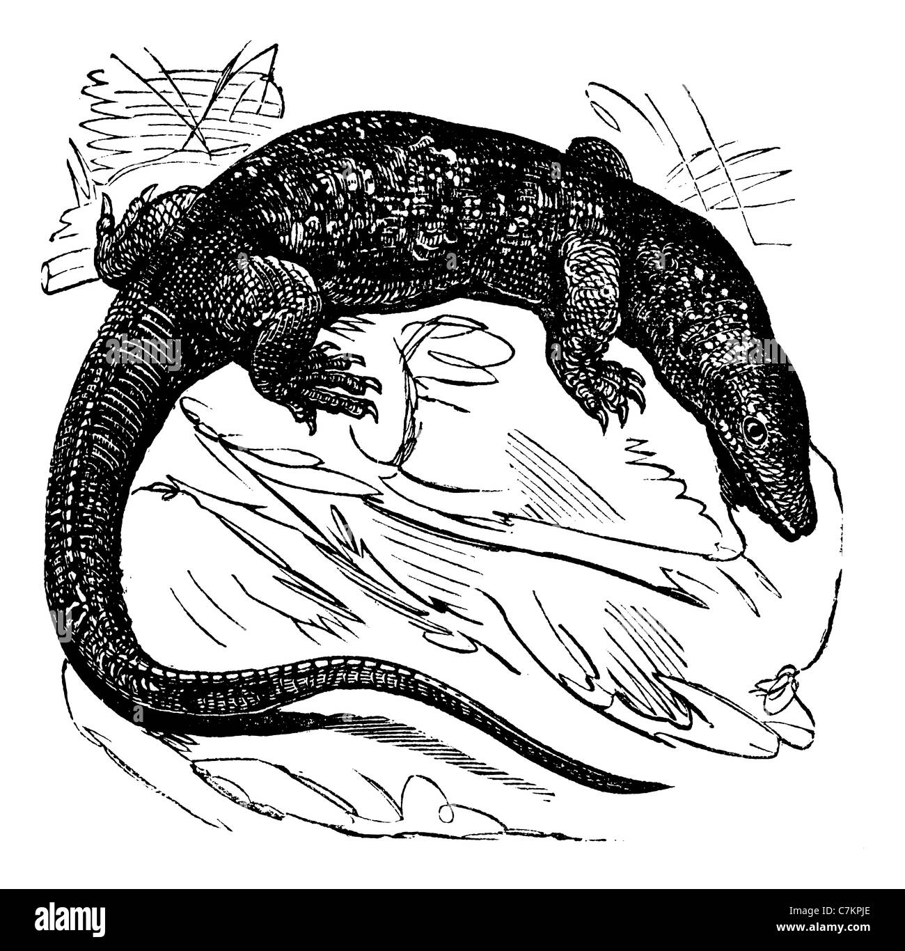 Monitor del Nilo (Varanus niloticus) o fiume Leguaan, vintage illustrazioni incise. Trousset enciclopedia (1886 - 1891). Foto Stock