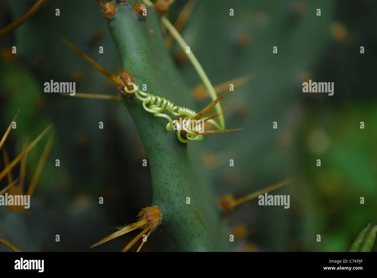 pianta di strisciamento Foto Stock