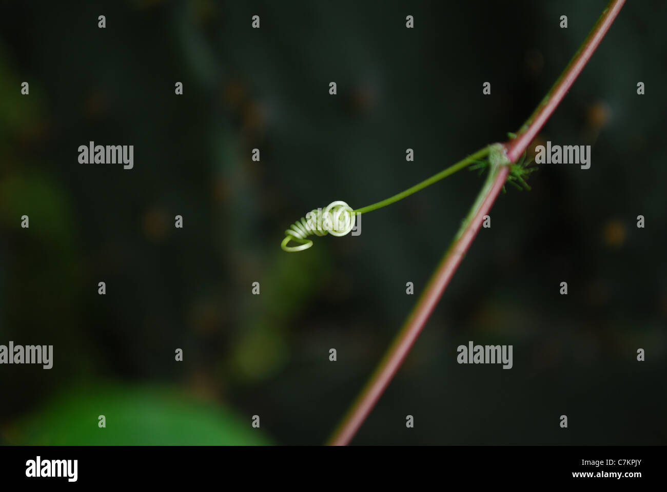 pianta di strisciamento Foto Stock