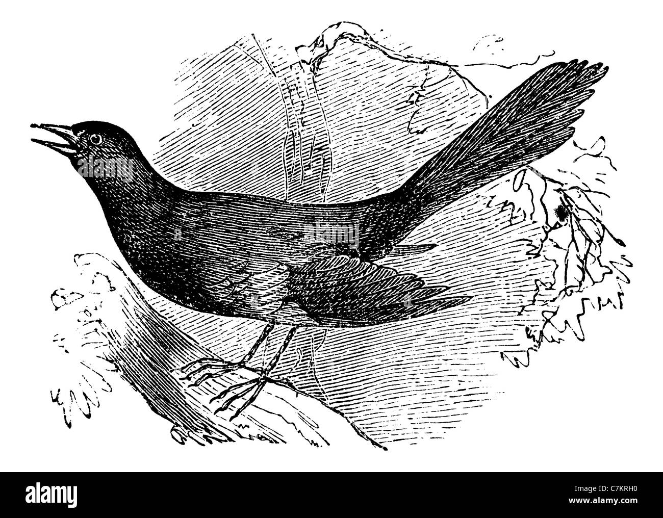 Beffandosi della carolina (Mimus carolinensis), vintage illustrazioni incise. Trousset enciclopedia (1886 - 1891). Foto Stock