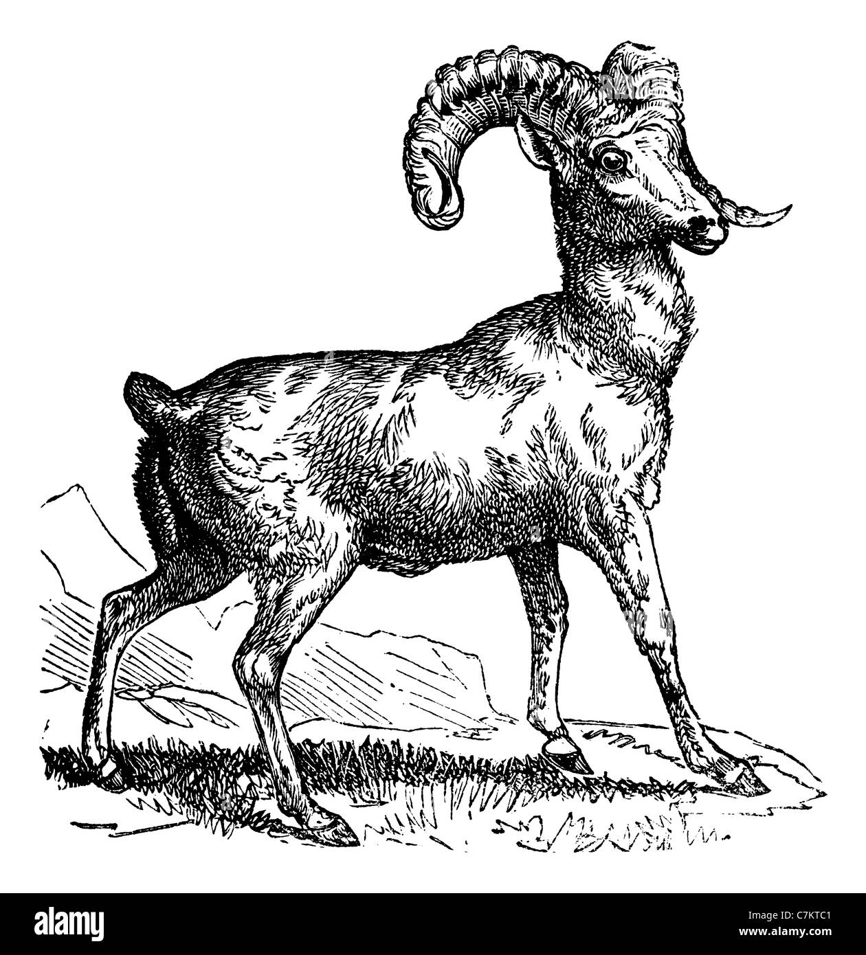 Rocky Mountain pecore (Ovis montana) o Bighorn, vintage illustrazioni incise. Trousset enciclopedia (1886 - 1891). Foto Stock