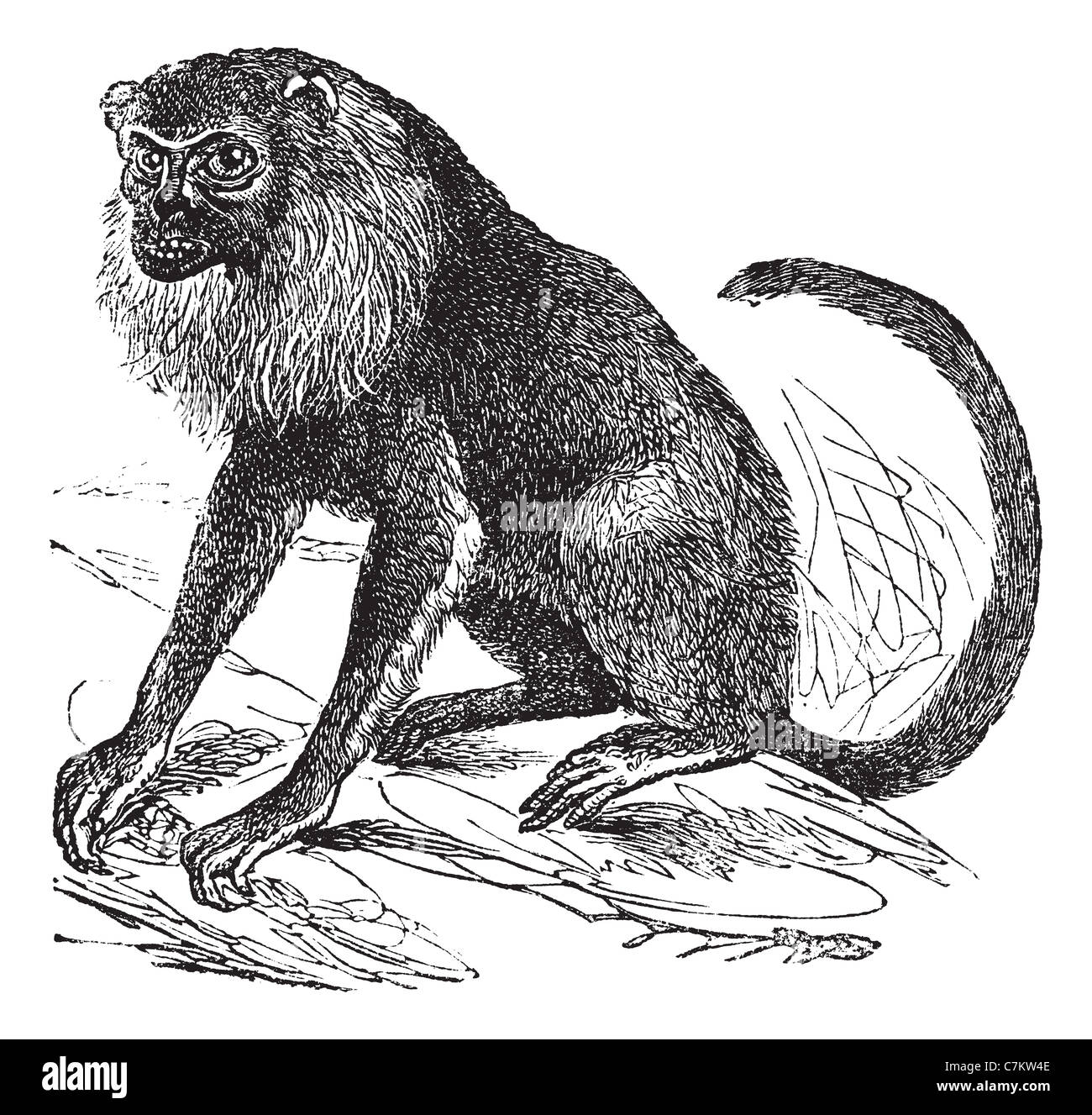 Ursine Howler o Alouatta arctoidea, vintage illustrazioni incise. Trousset enciclopedia (1886 - 1891). Foto Stock