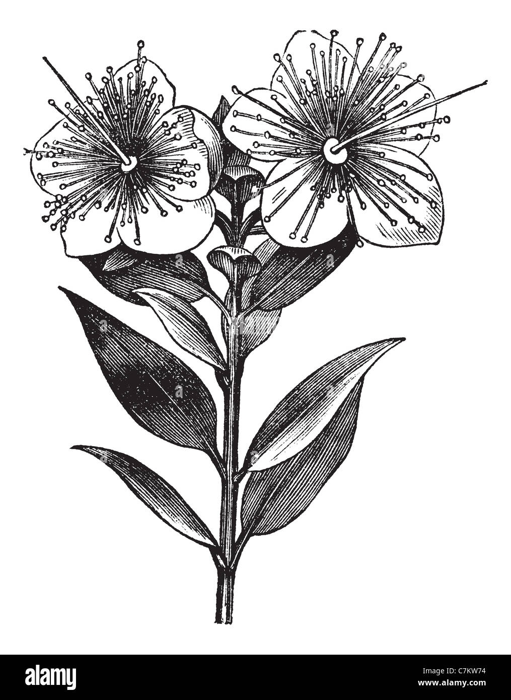 Il mirto o Myrtus communis, vintage illustrazioni incise. Trousset enciclopedia (1886 - 1891). Foto Stock