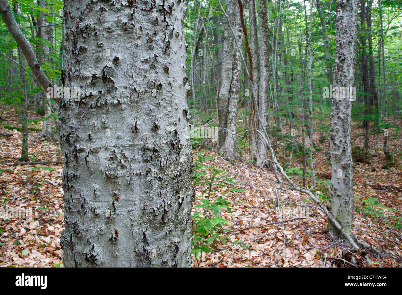 Corteccia di faggio malattia su American faggio (Fagus grandifolia) nella zona di cloruro di potassio in montagna nelle White Mountains, NH USA Foto Stock