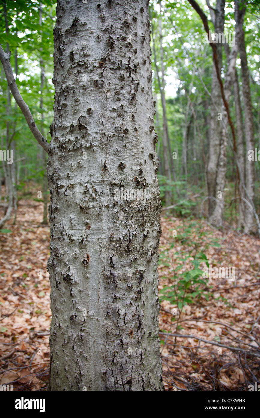 Corteccia di faggio malattia su American faggio (Fagus grandifolia) nella zona di cloruro di potassio in montagna nelle White Mountains, NH USA Foto Stock