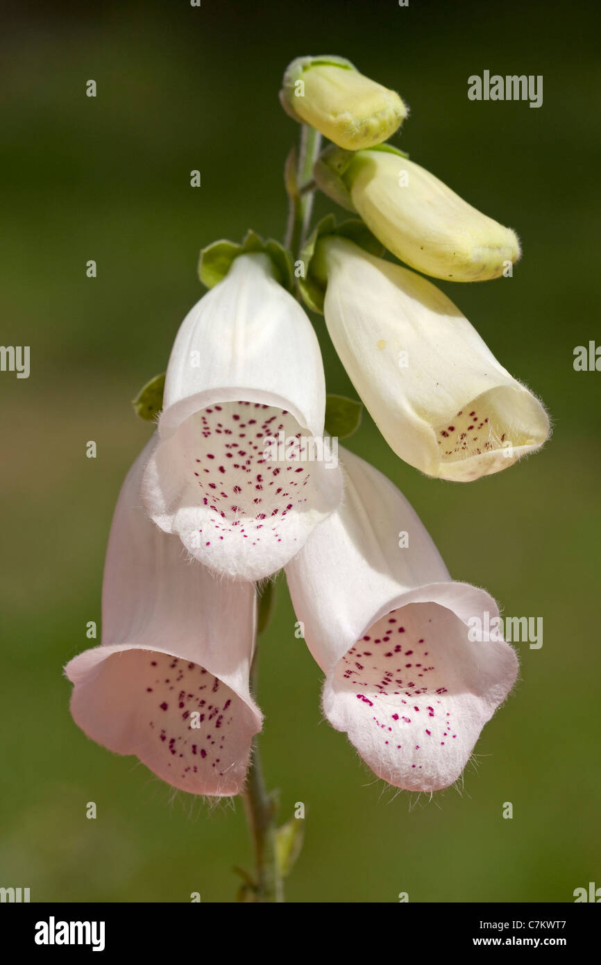 Foxglove bianco (Digitalis purpurea) Foto Stock