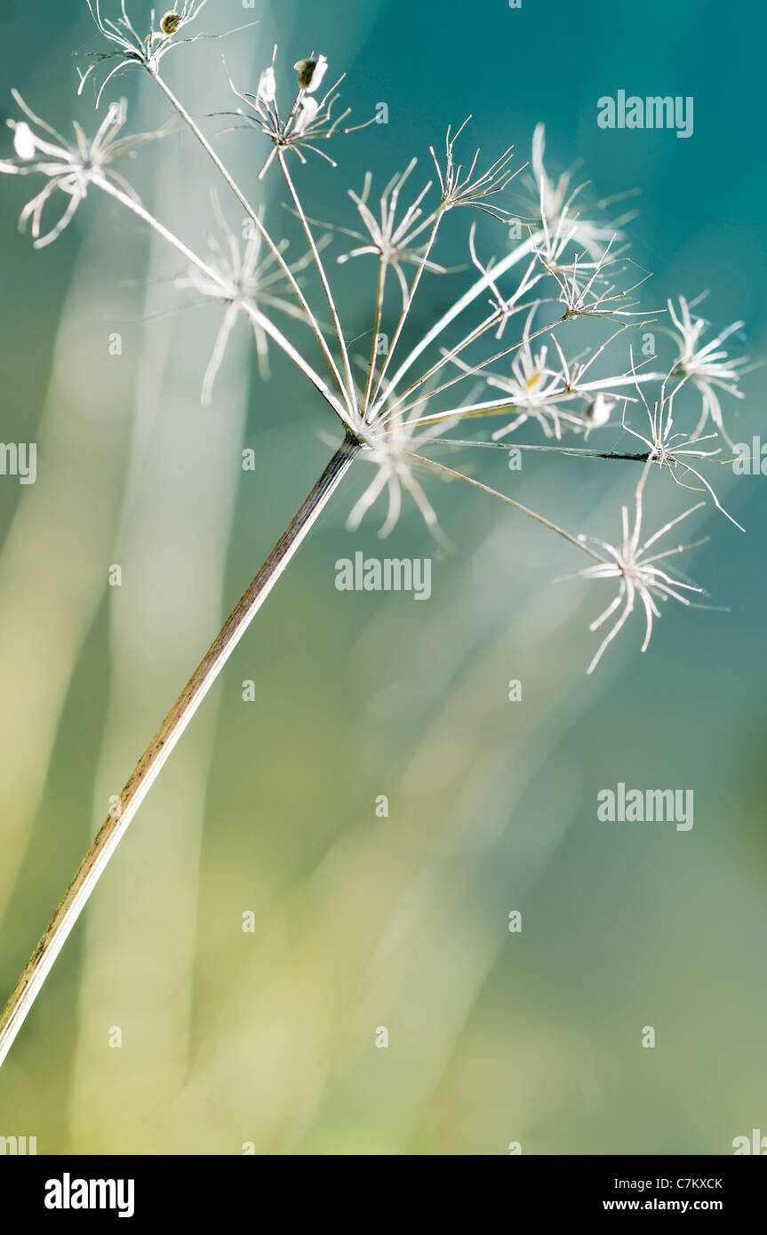 Meravigliosi fiori secchi Foto Stock