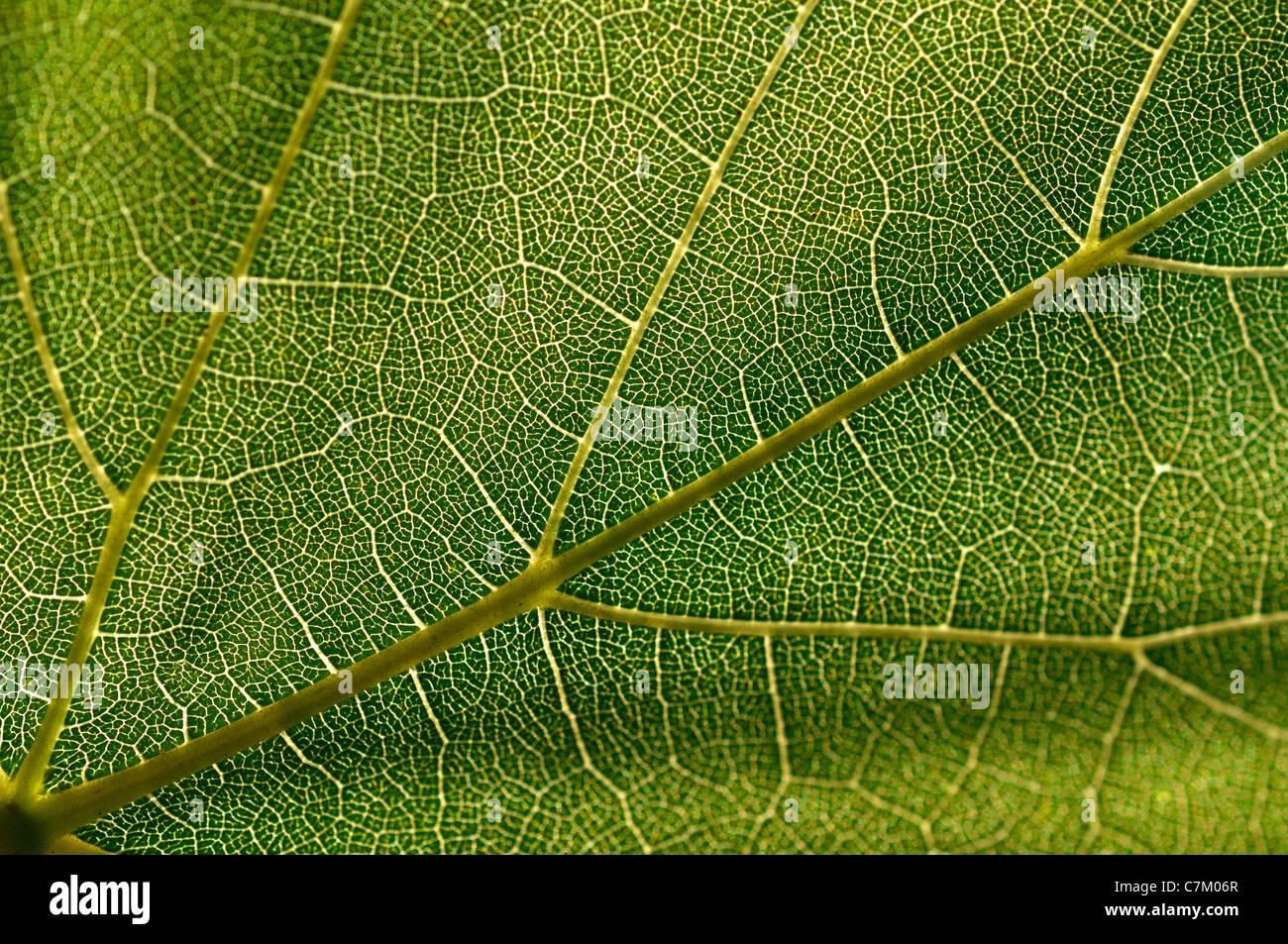 Foglie di uva texture Foto Stock