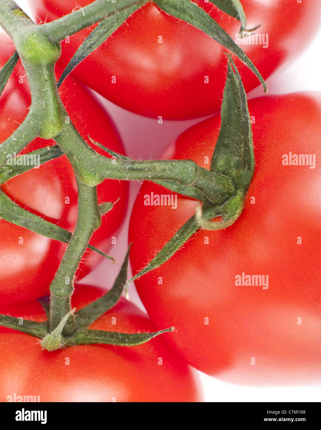 Grappolo di pomodoro rosso isolato su uno sfondo bianco Foto Stock