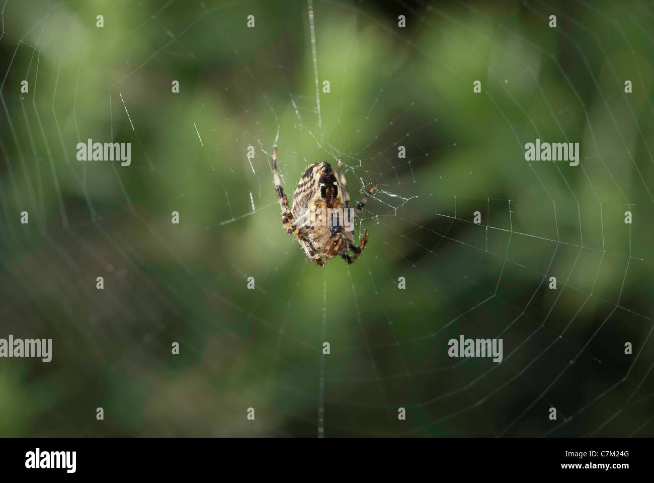 Chiusura del giardino europeo spider (Araneus diadematus) Foto Stock