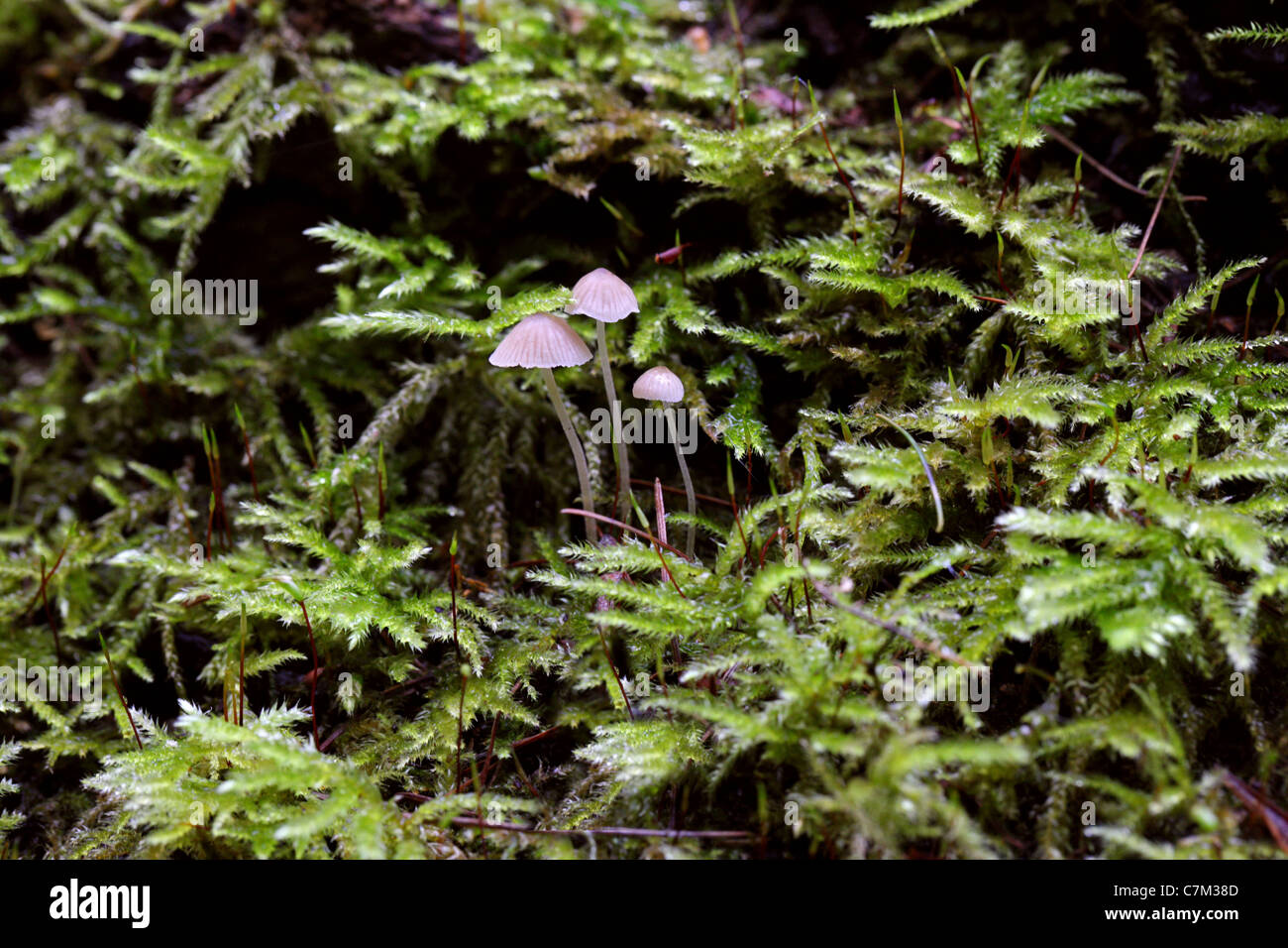 Piccola rosa delicato Angelo cofani, Mycena sp., Mycenaceae. Crescendo su un registro di morti con Club muschi. Foto Stock