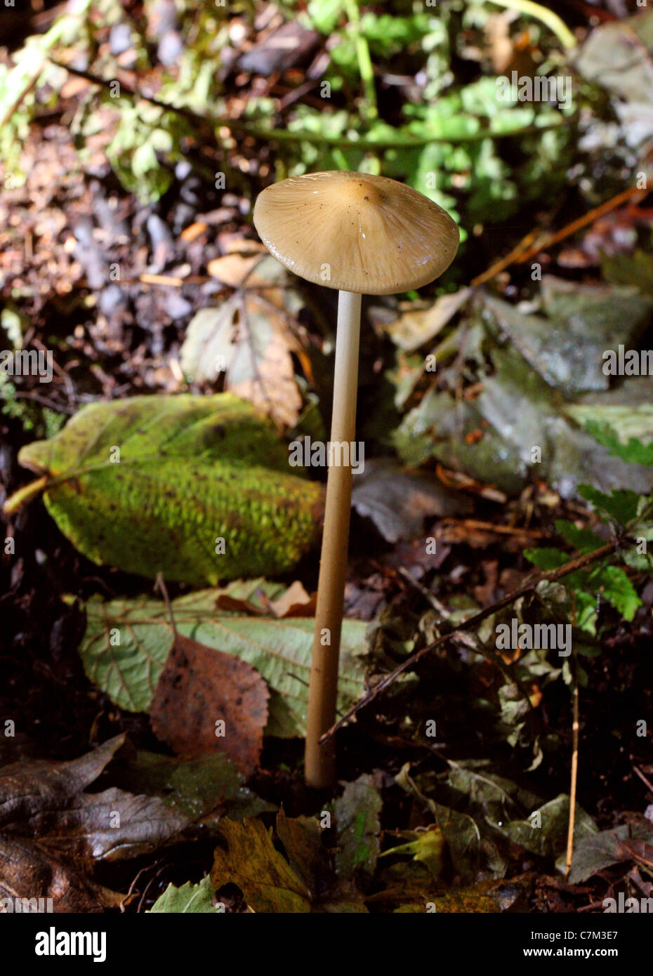 Il radicamento gambo o radice profonda di funghi, Xerula radicata (Oudemansiella radicata), Physalacriaceae. Foto Stock