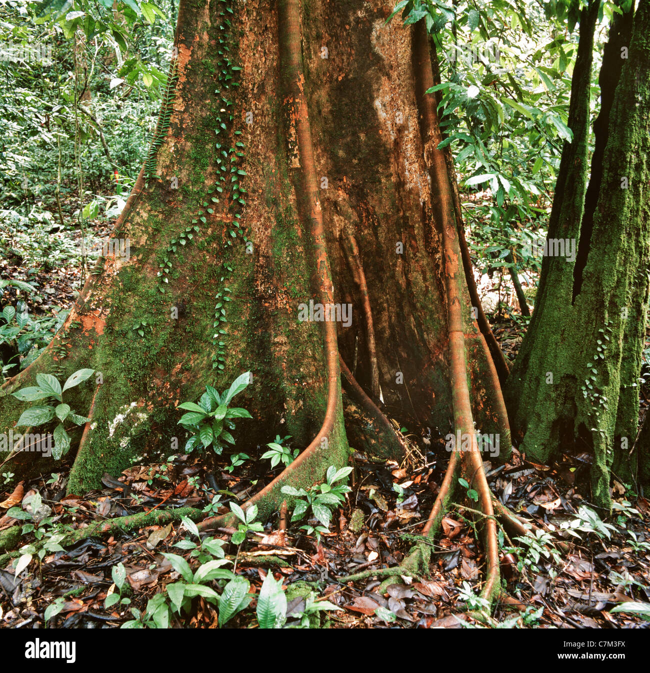 Mulu National Park, Sarawak, Borneo Malaysia orientale, antenna radici di alberi di legno duro, Radici quadrate, ricco sottobosco, pavimento Foto Stock