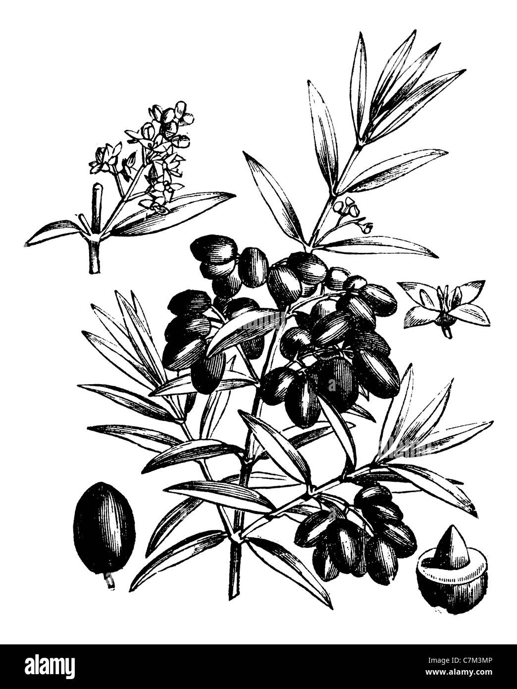 Comune o di oliva Olea Europaea, vintage illustrazioni incise. Trousset enciclopedia (1886 - 1891). Foto Stock