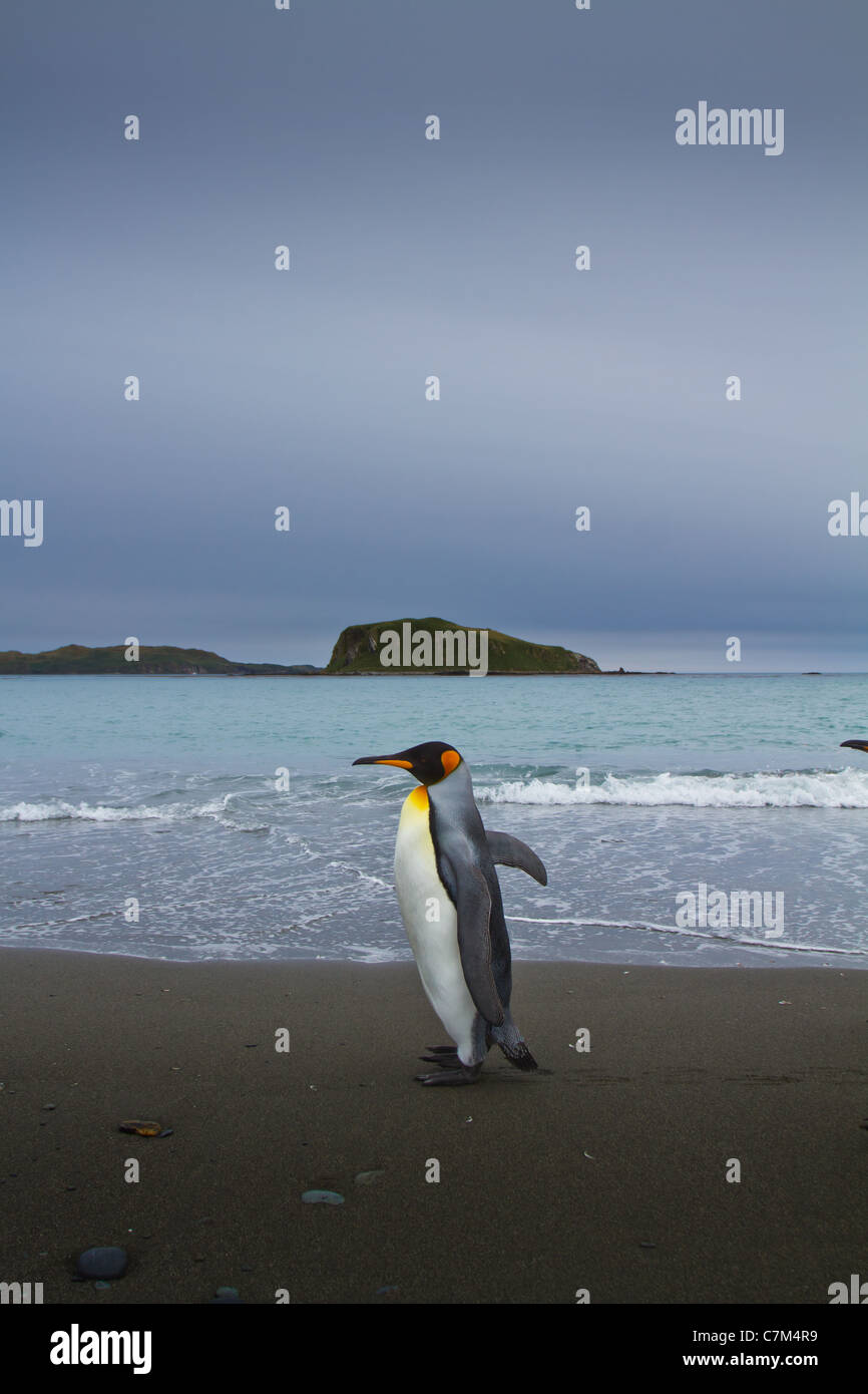 Un pinguino reale passeggiate lungo la spiaggia a Salisbury Plains Isola Georgia del Sud. Foto Stock