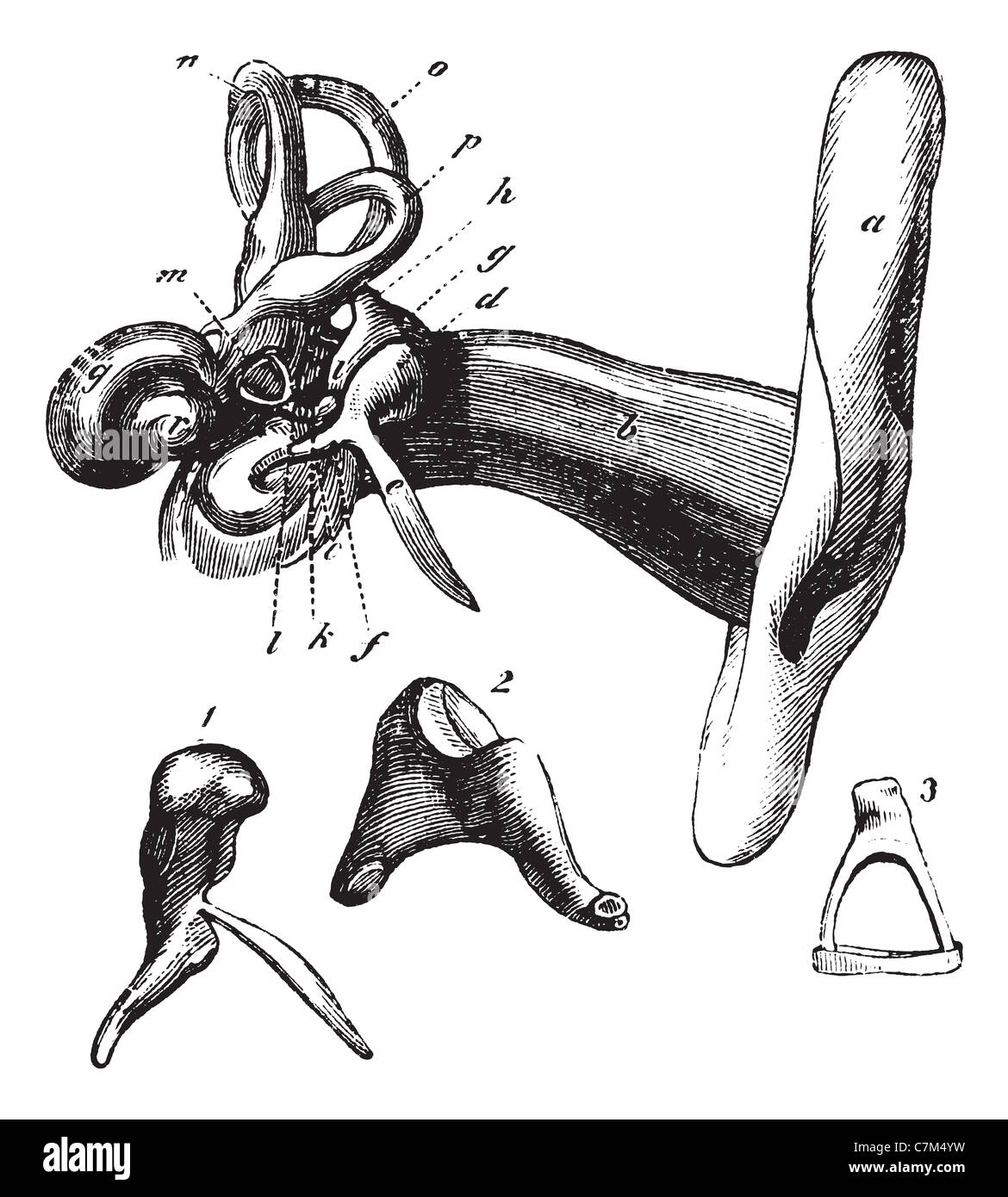 Orecchio umano anatomia o parti della protesi. vintage illustrazioni incise. Trousset enciclopedia (1886 - 1891). Foto Stock