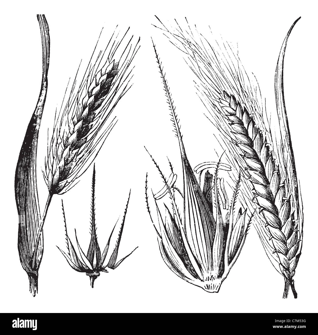 Comune, Orzo Orzo cerniera o Hordeum distichum, vintage illustrazioni incise. Trousset enciclopedia (1886 - 1891). Foto Stock