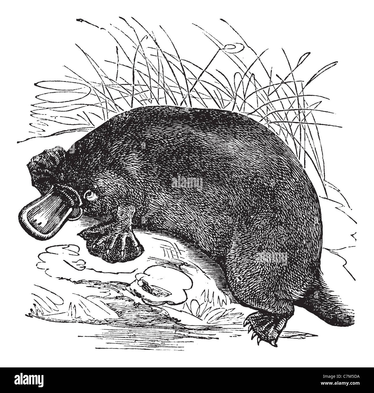 Ornithorhynchus paradoxus o Platypus, vintage illustrazioni incise. Trousset enciclopedia (1886 - 1891). Foto Stock
