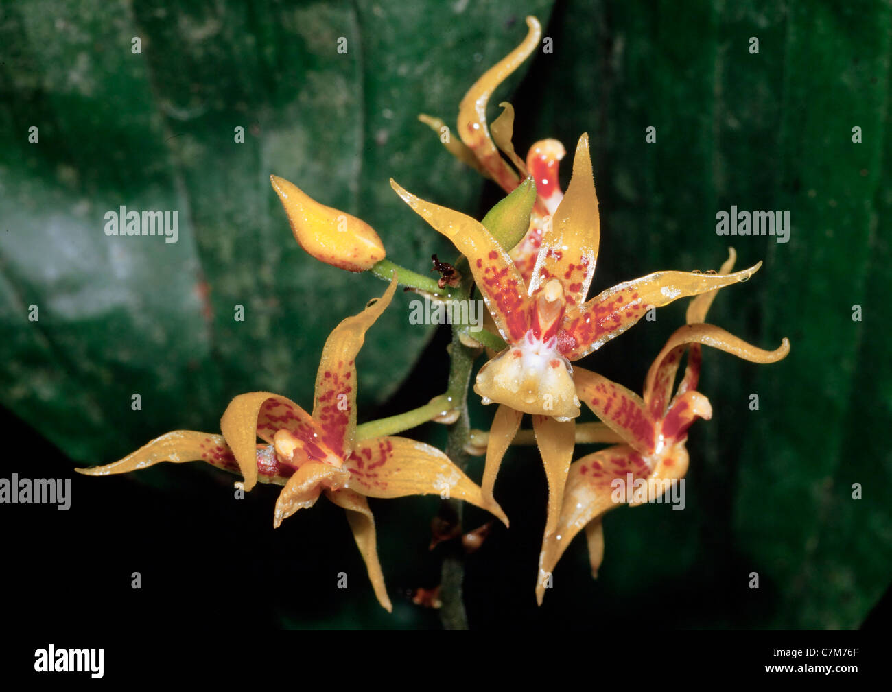 Wild Orchid, , Plocoglottis acuinata (BI) Sabah, Malesia orientale Foto Stock