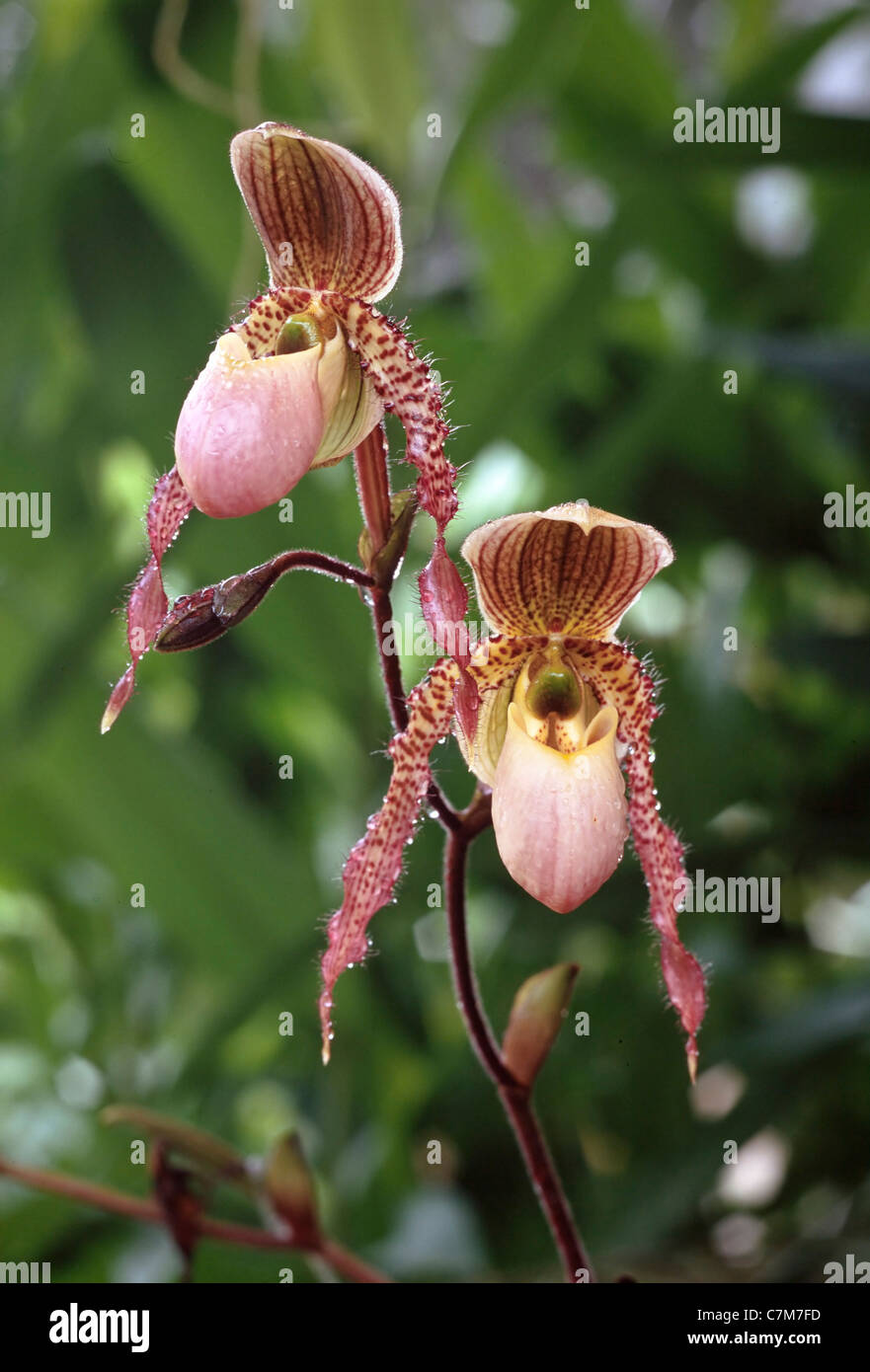 Orchid, Paphiopedilum sp., ibrido, Sabah, Malayasia Est Foto Stock