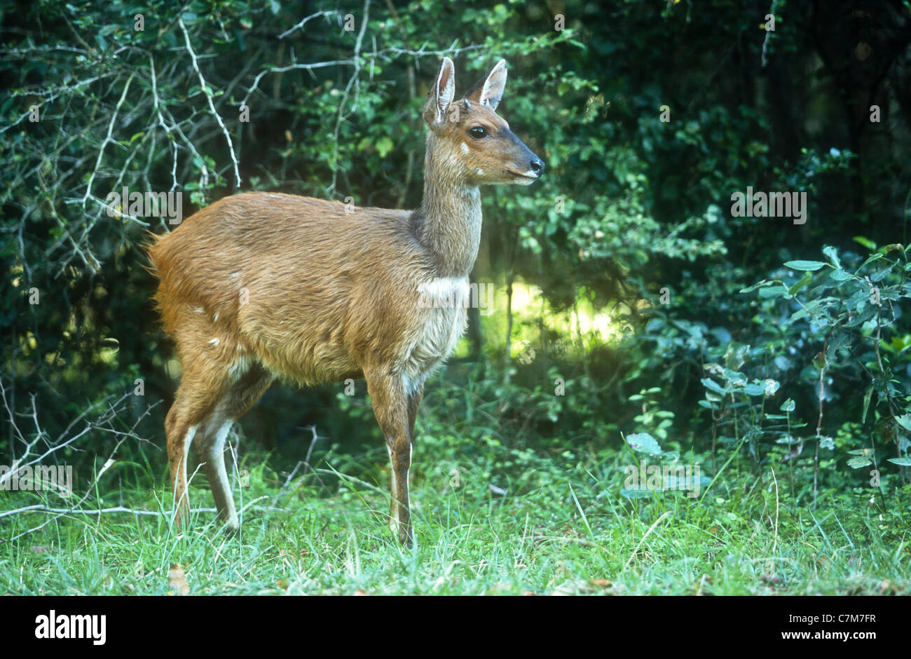 Bushbuck, i giovani di sesso maschile, Tragelaphus scriptus, Tsitsikamma National Park, Sud Africa Foto Stock