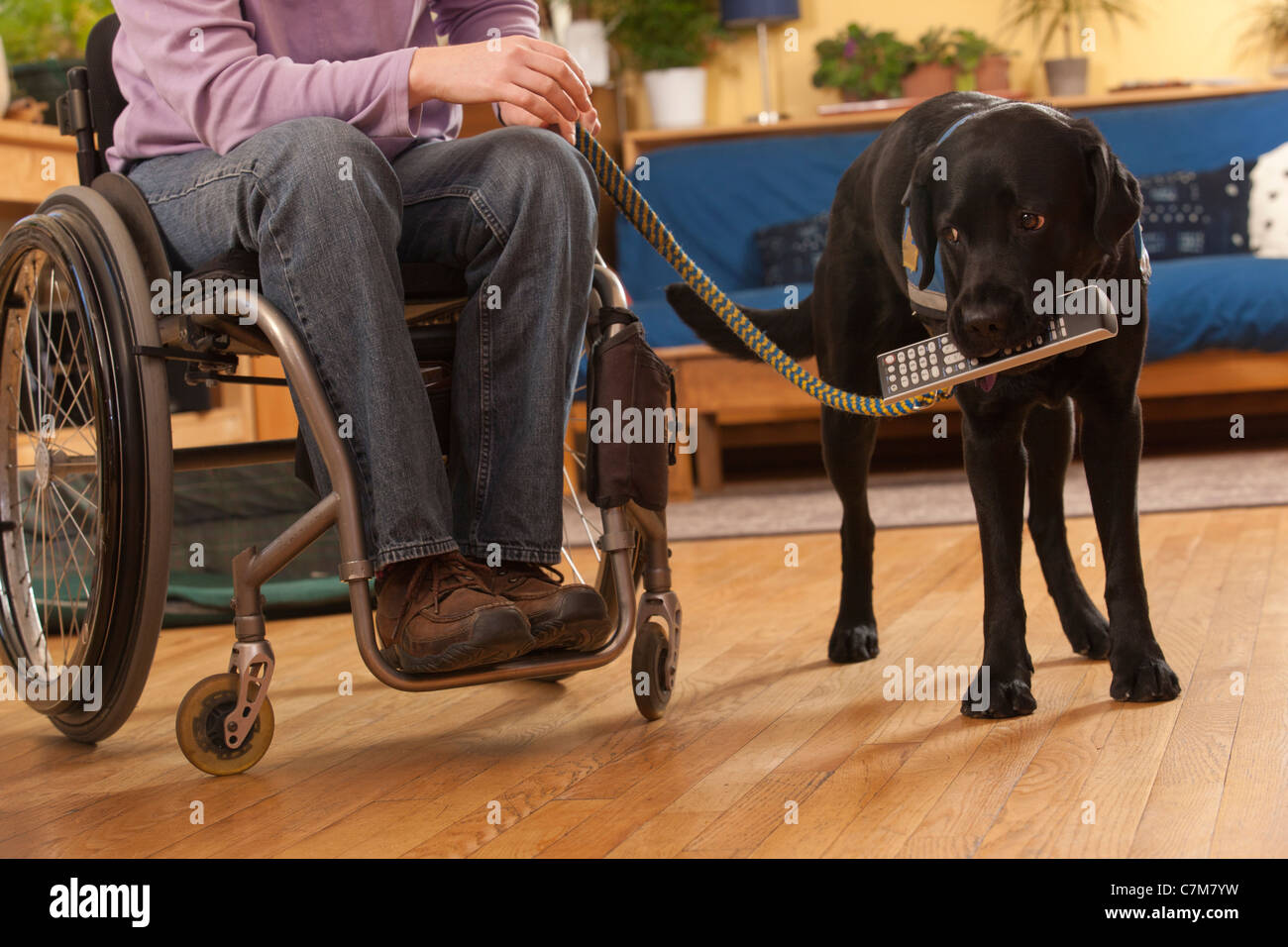 Cane di servizio di prelevare il telecomando per una donna con sclerosi multipla in una sedia a rotelle Foto Stock