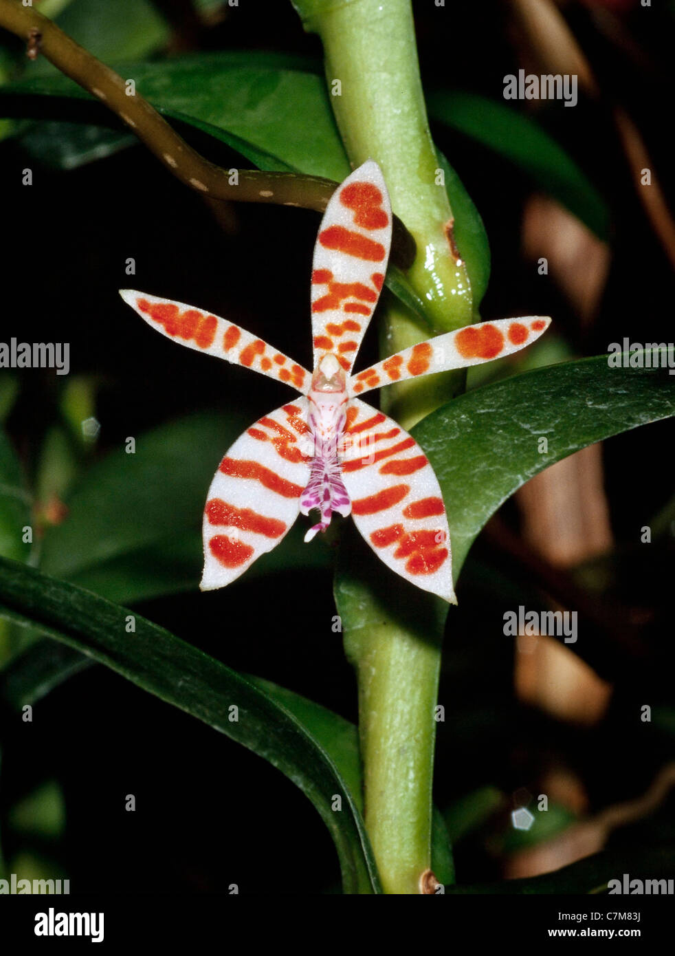 Orchid, Trichoglottis smithii, Sabah, Malaysia orientale Foto Stock