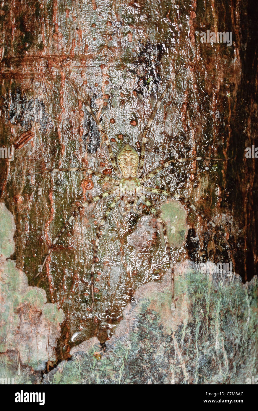Ben mimetizzata tropical hunter spider, posa contro un albero di legno duro, Mulu National Park, Sarawak, Malaysia orientale Foto Stock