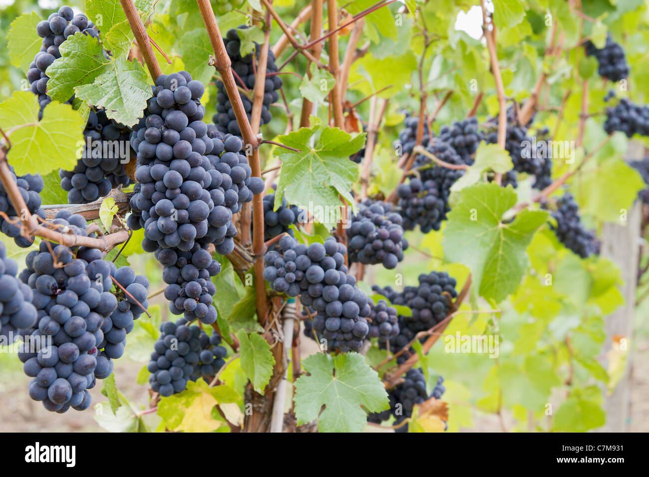 Vino rosso uva sulla vite in vigna Foto Stock