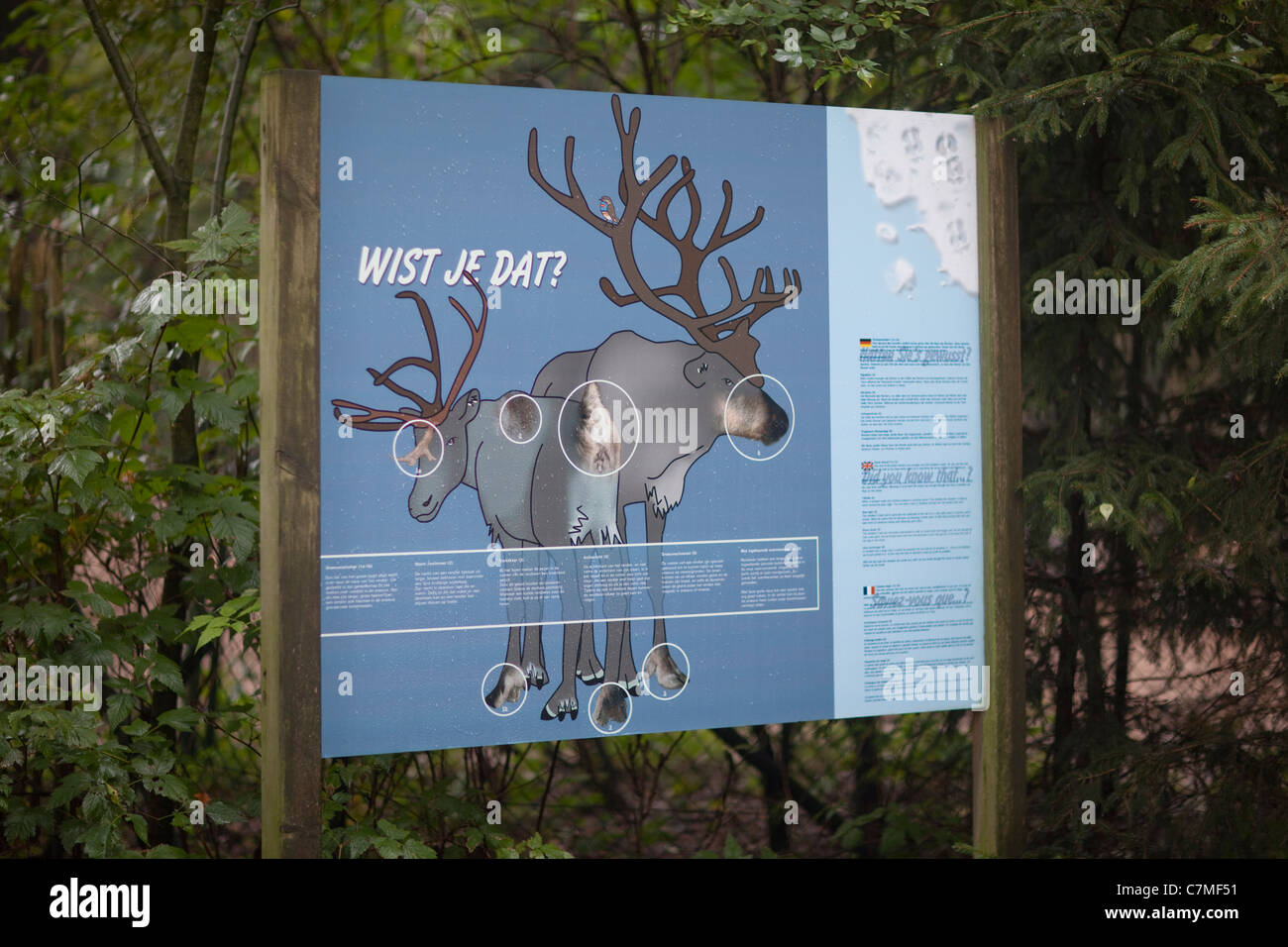 Zoo interpretazione grafica dell'istruzione. Oggetto ; adattamenti di renne. Hamburger' Zoo, Paesi Bassi. Foto Stock