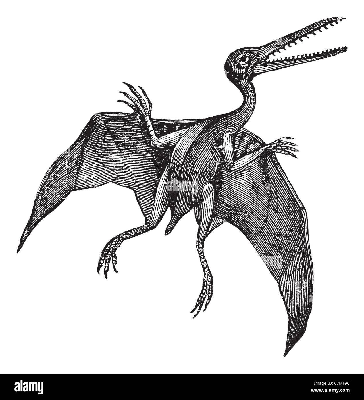 Pterodactylus vintage incisione. Vecchie illustrazioni incise di Pterodactylus isolato su uno sfondo bianco. Foto Stock
