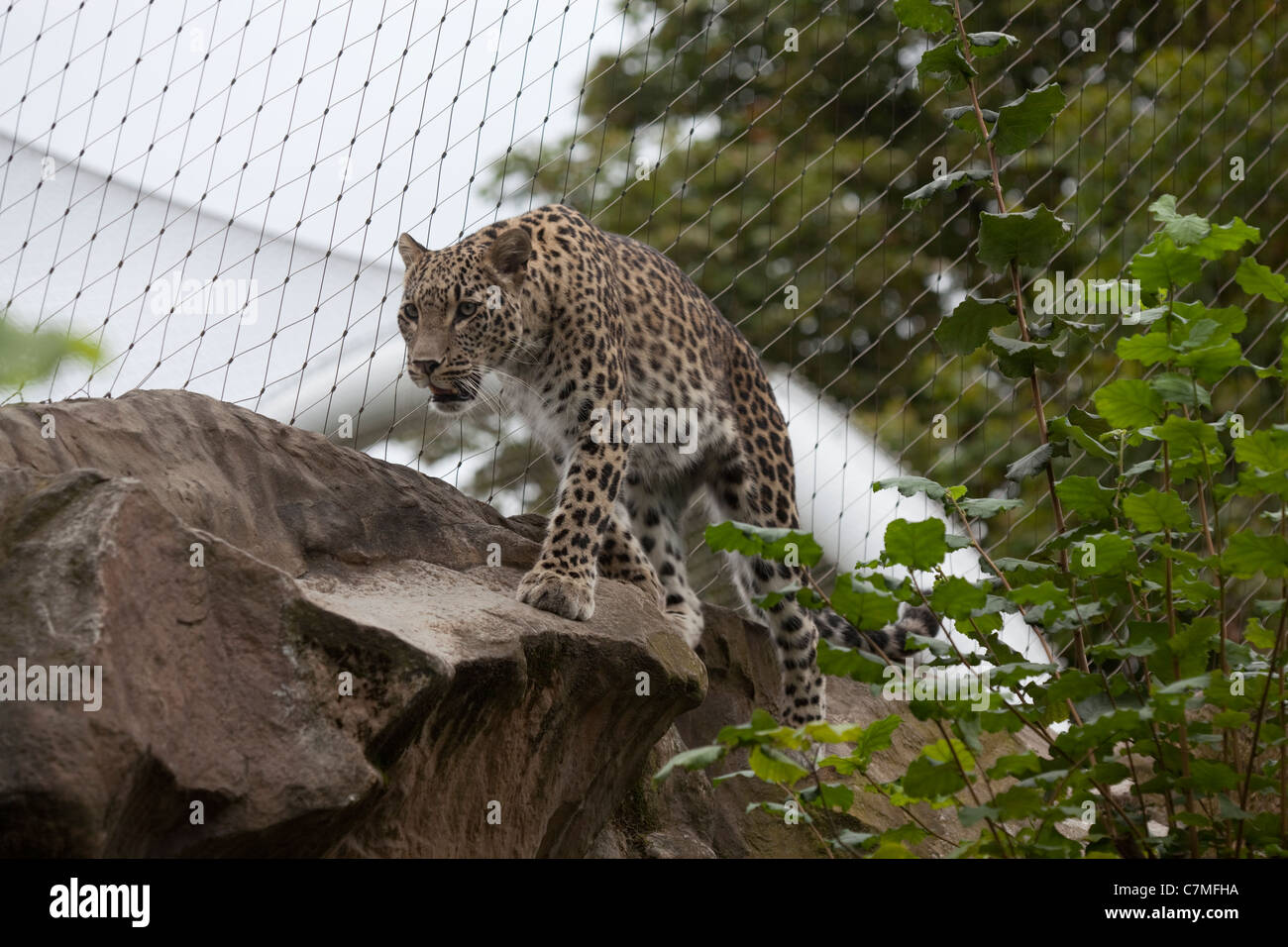Leopardo persiano (Panthera pardus saxicolor). Oggetto di inter-zoo programma di allevamento. In pericolo critico sub-specie. Colonia Foto Stock