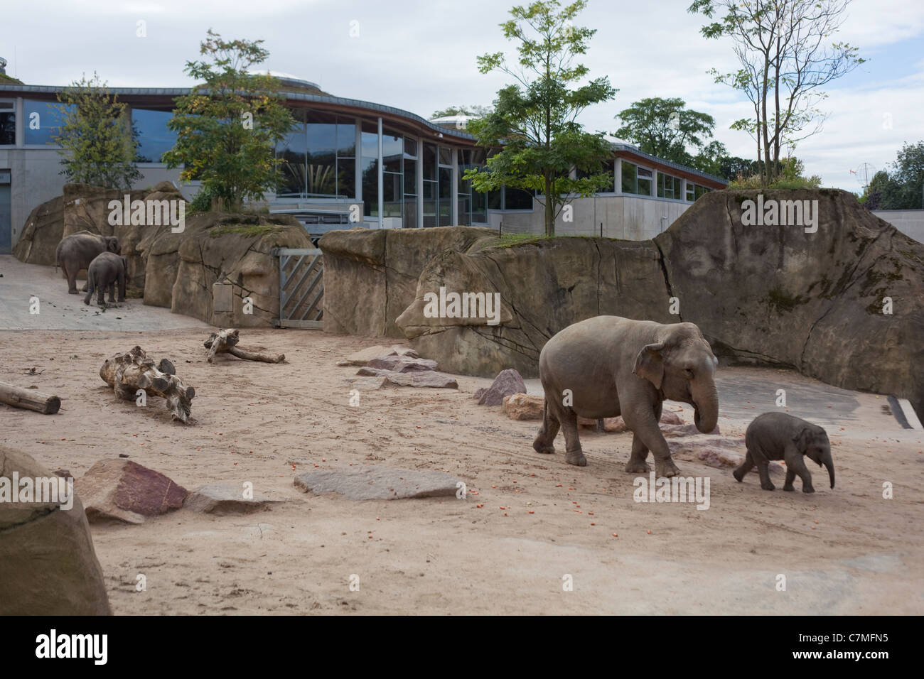Elefanti asiatici (Elephas maximus). Casa e enclosure paesaggistici. O Colonia Koln Zoo, Germania. Foto Stock