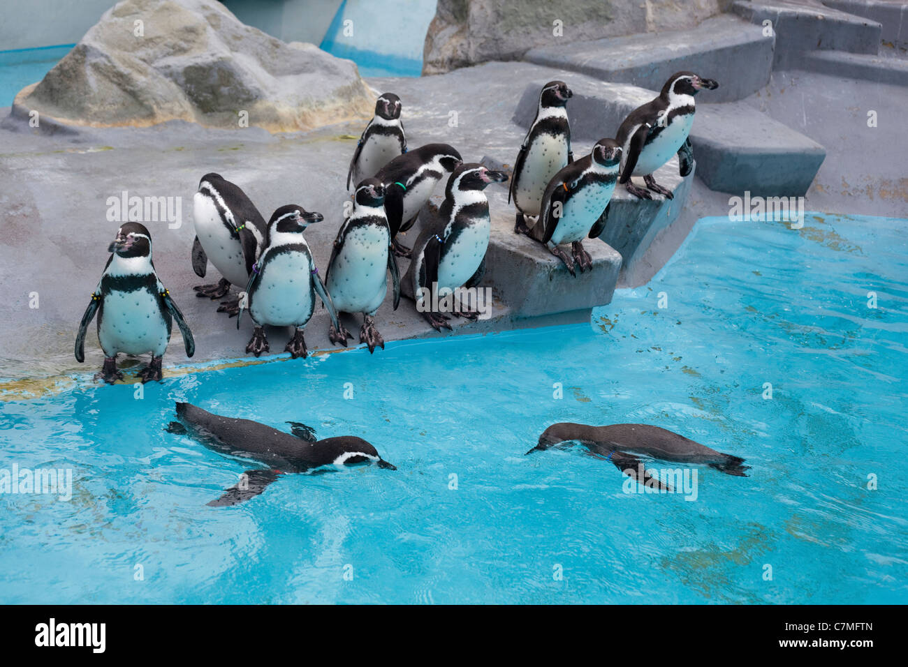 Humbolt o pinguini peruviana (Spheniscus humboltii). Mostre e contenitore, Koln Zoo di Colonia, Germania. Foto Stock