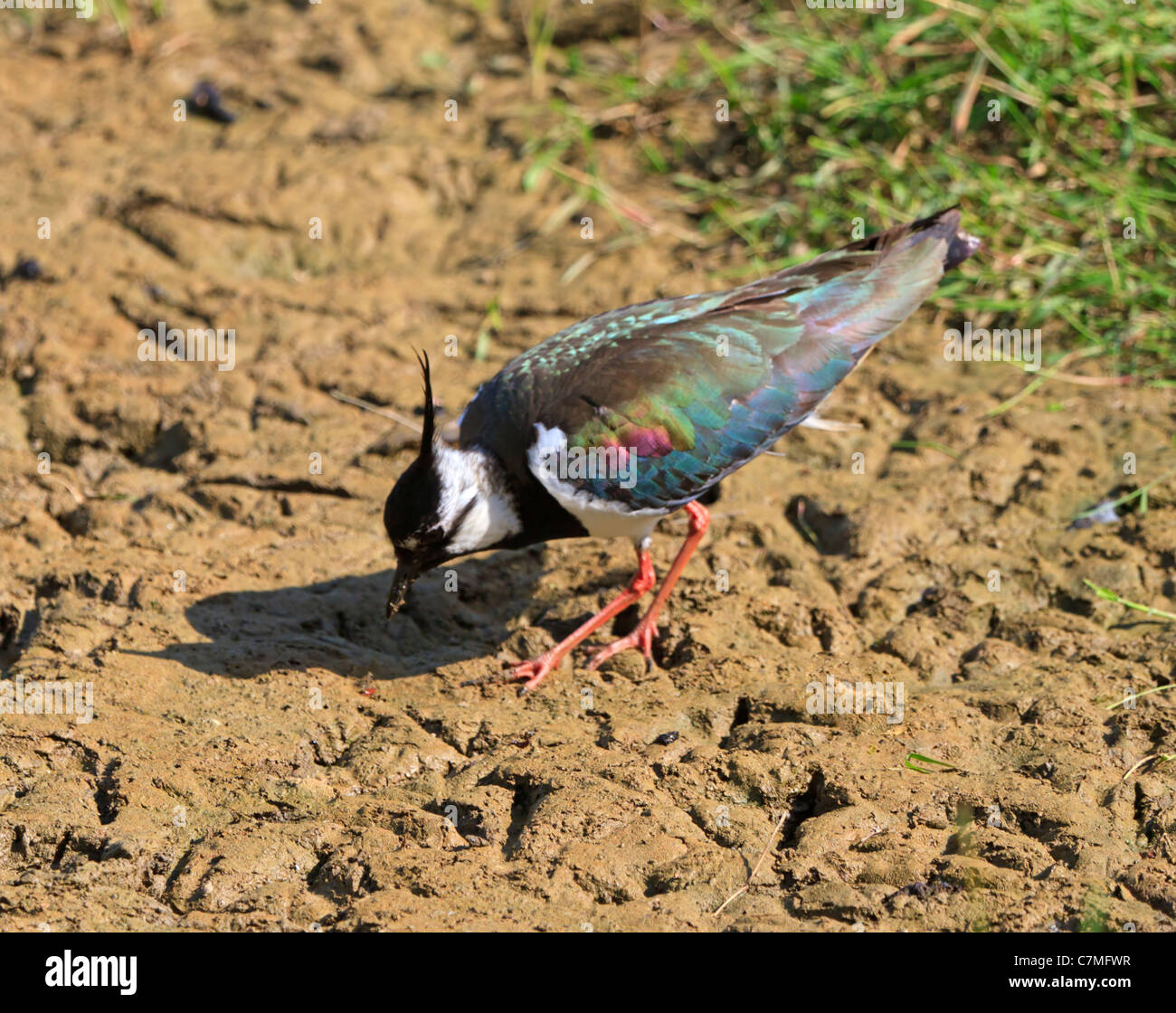 Pavoncella, Vanellus vanellus. Wader migratori razze su terreni coltivati e velme. Foto Stock