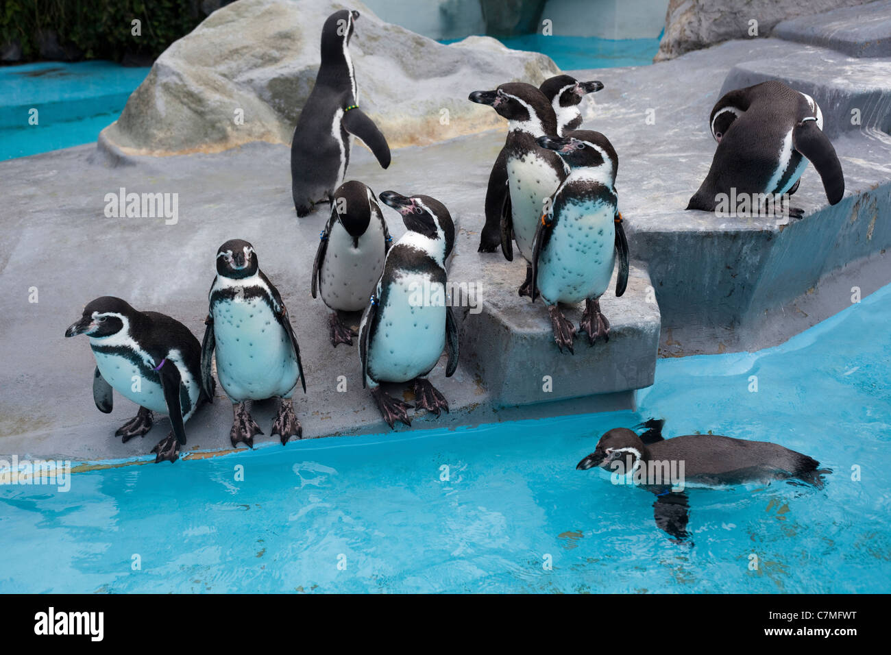 Humbolt o pinguini peruviana (Spheniscus humboltii). Mostre e contenitore, Koln Zoo di Colonia, Germania. Foto Stock