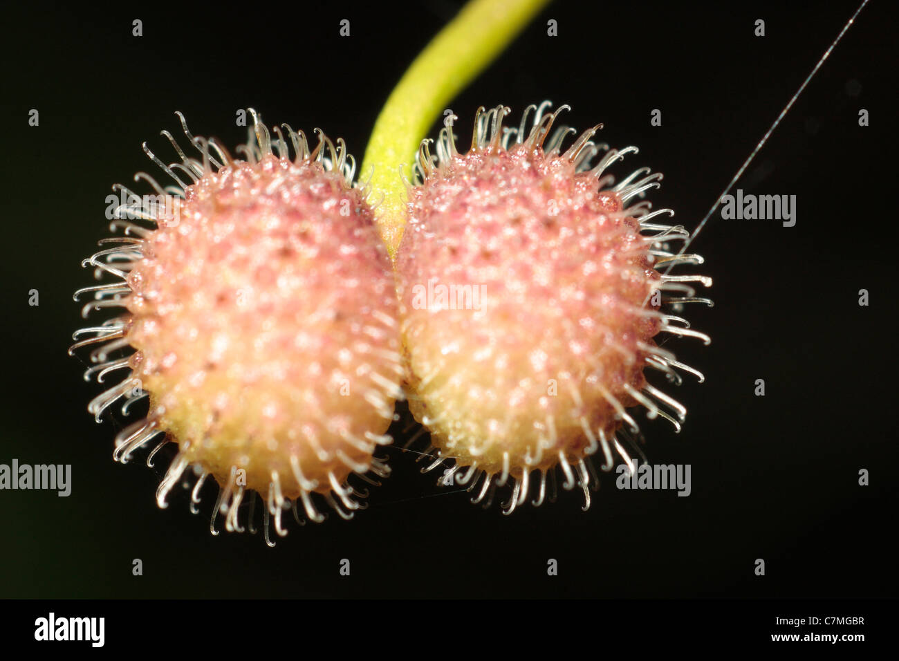 Mannaia comune delle sementi (Galium aparine) Foto Stock