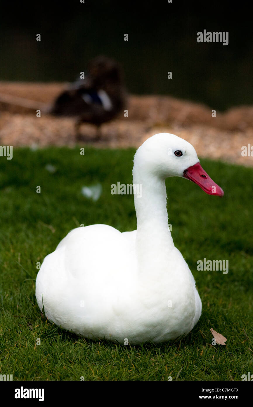 Swan presso Barnes Wetland Centre, Richmond Upon Thames, Regno Unito Foto Stock