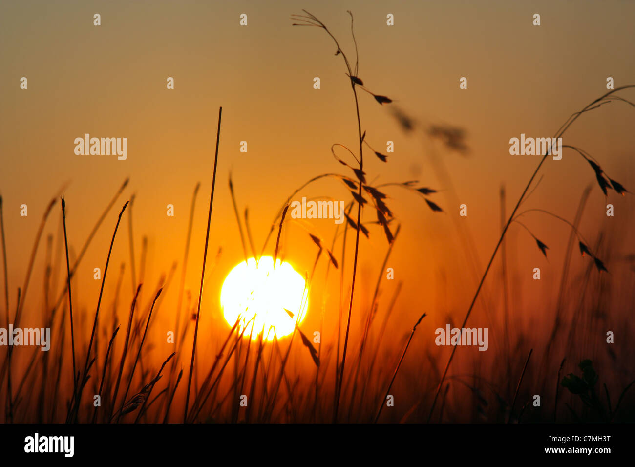 Silhouette di un campo in erba di prato durante il tramonto Foto Stock