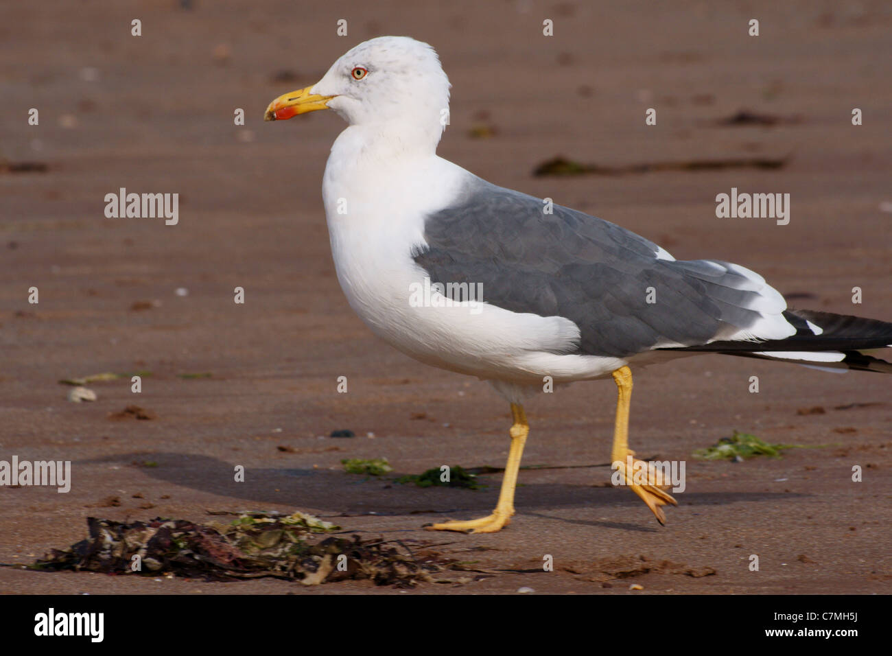 Seagull camminando in esecuzione Foto Stock