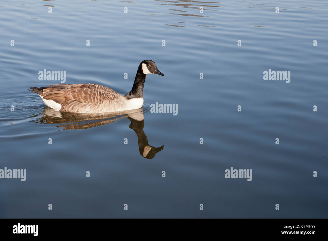 Canada Goose nuoto - riflessa in acqua Foto Stock