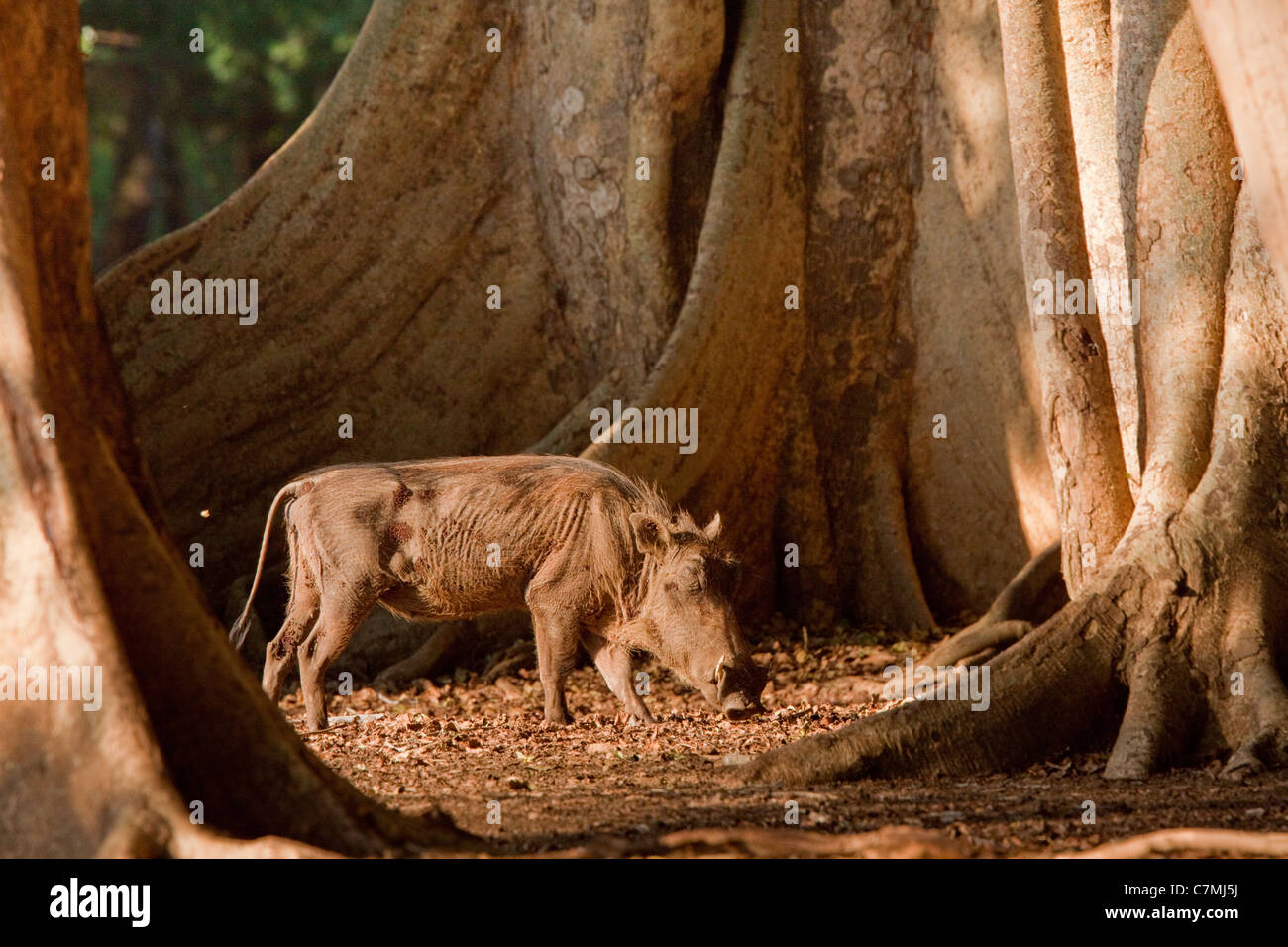 Warthog (Phacochoerus africanus) importo permanente di alberi di fico. Ndumo Game Reserve. Kwazulu-Natal, Sud Africa. Foto Stock