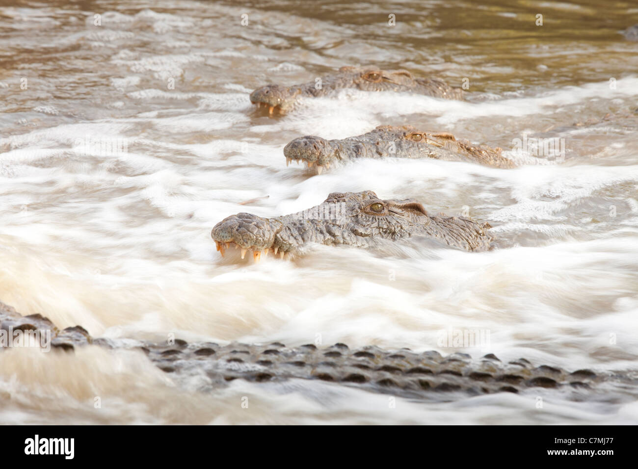 Coccodrillo del Nilo. I coccodrilli raccogliere dove il flusso si restringe, in attesa di pesci a nuotare a destra in loro trappole. Foto Stock